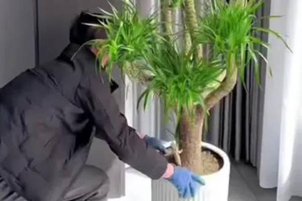龙血树如何浇水，需要根据季节的变化调整
