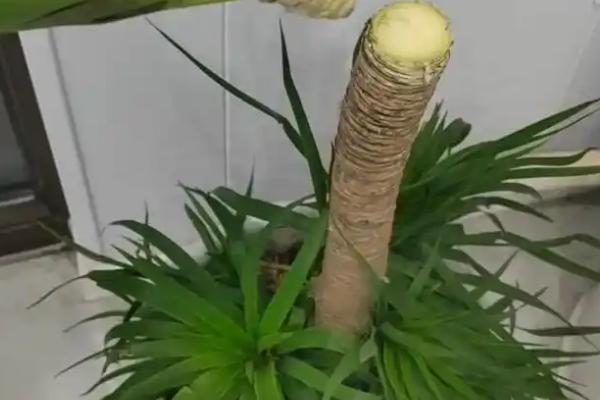 龙血树如何浇水，需要根据季节的变化调整