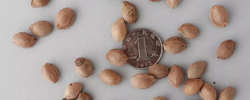 李子种子发芽需要破壳吗，不一定需要进行破壳