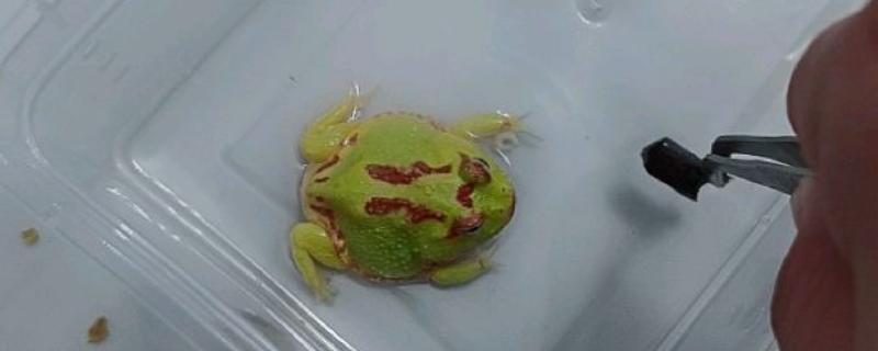 角蛙的食物，蝌蚪期可投喂红虫或其它蛙类的蝌蚪