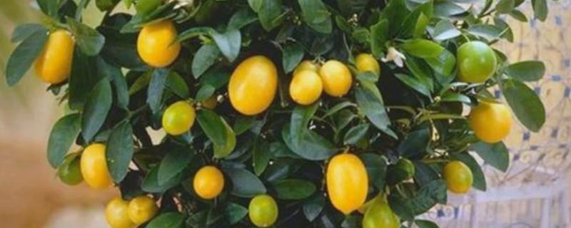 金桔植物的价格，在20-300元一盆