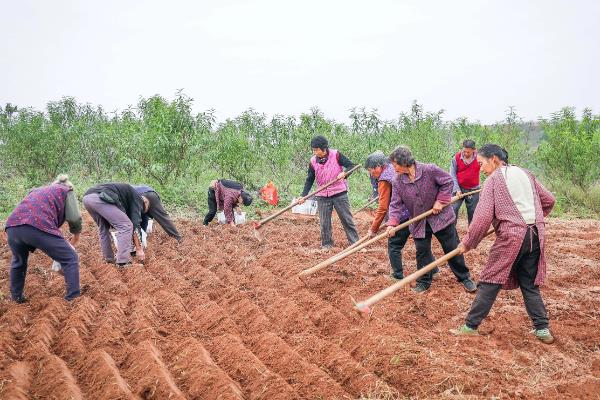 李子种子发芽需要破壳吗，不一定需要进行破壳