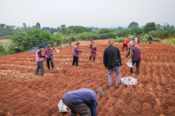 李子种子发芽需要破壳吗，不一定需要进行破壳