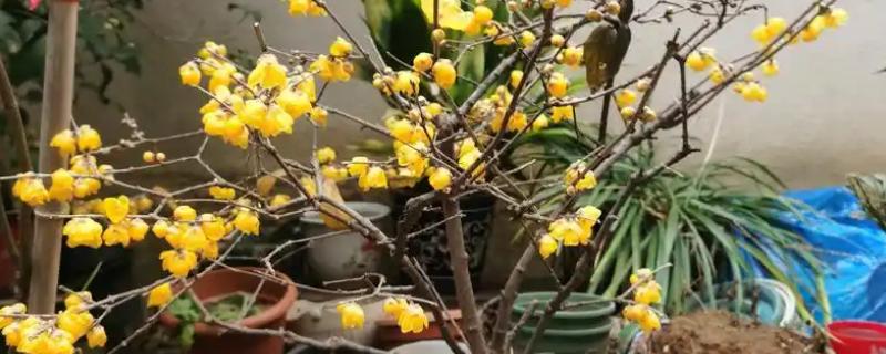 腊梅盆景的养护方法，春秋季节每隔1-2周浇一次水