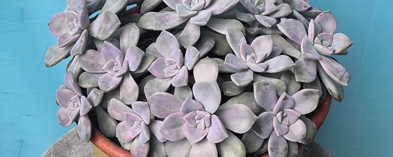 紫乐的养殖方法，适合生长在较为湿润的环境中