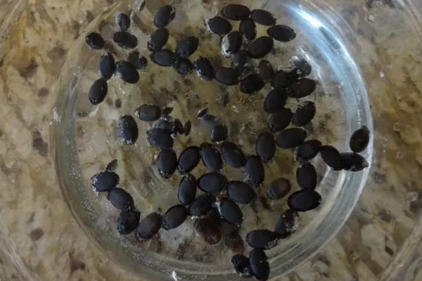 李子种子发芽需要破壳吗，不一定需要进行破壳