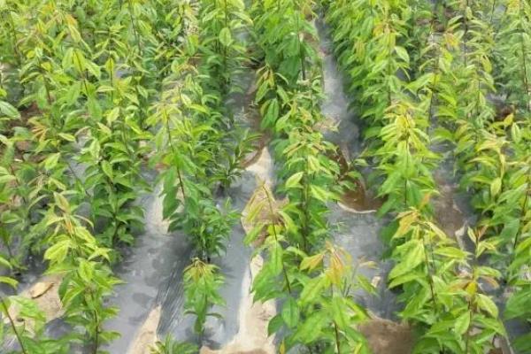 李子种子发芽需要破壳吗，不一定需要进行破壳