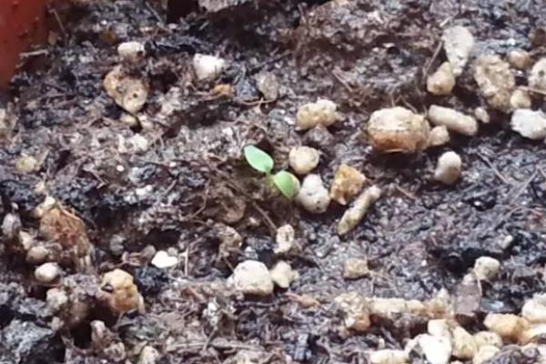 李子种子发芽需要破壳吗，不一定需要进行破壳