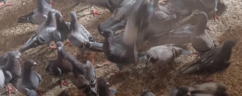 鸽子怎么养，鸽棚要尽量保持干净