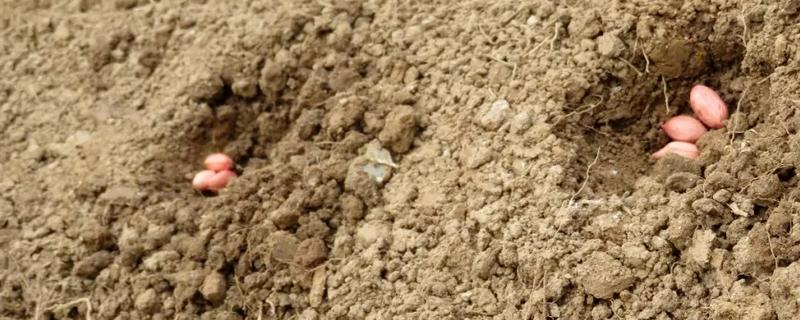 种花生一窝用几颗种子,每窝可播种2-3粒