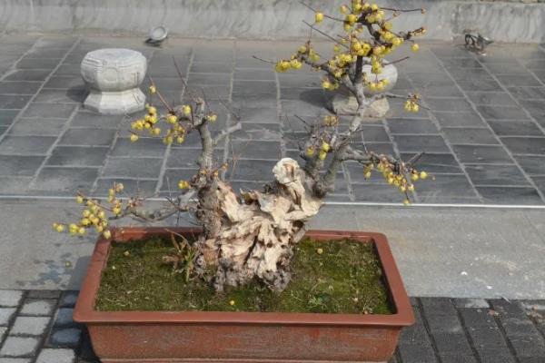 腊梅盆景的养护方法，春秋季节每隔1-2周浇一次水