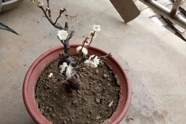 腊梅盆景的养护方法，春秋季节每隔1-2周浇一次水