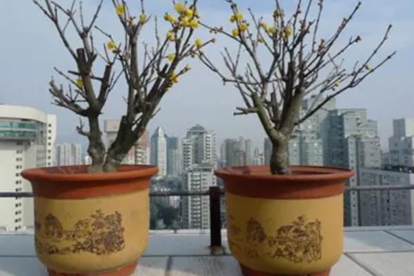 腊梅盆景的养护方法，春秋季节每隔1-2周浇一次水