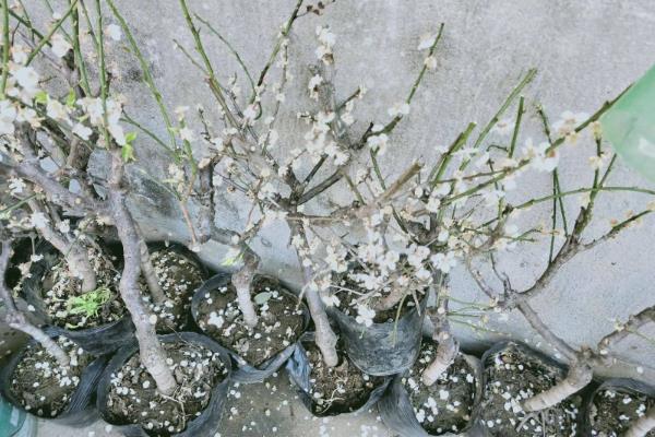 腊梅盆景的养护方法，春秋季节每隔1-2周浇一次水