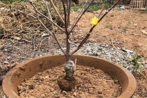 腊梅盆景的养护方法，春秋季节每隔1-2周浇一次水