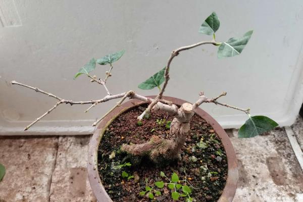 腊梅盆景的养护方法，春秋季节每隔1-2周浇一次水