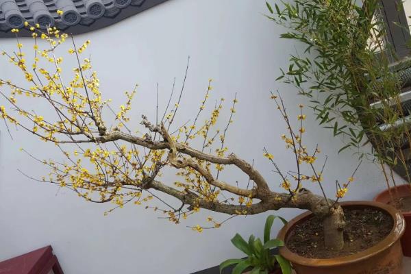 腊梅盆景的养护方法，春秋季节每隔1-2周浇一次水