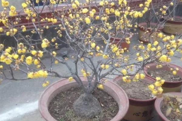 腊梅盆景的养护方法，春秋季节每隔1-2周浇一次水
