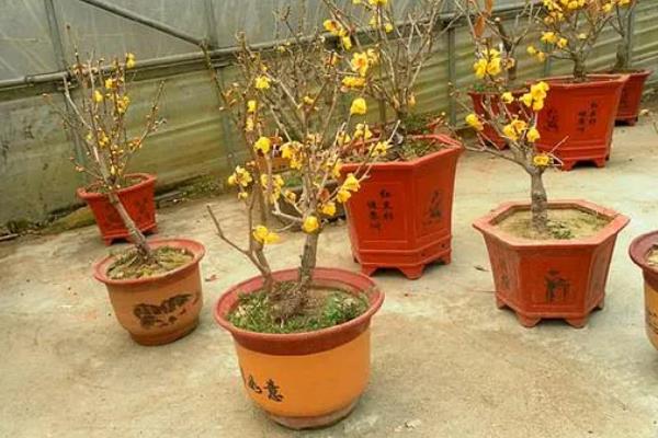 腊梅盆景的养护方法，春秋季节每隔1-2周浇一次水