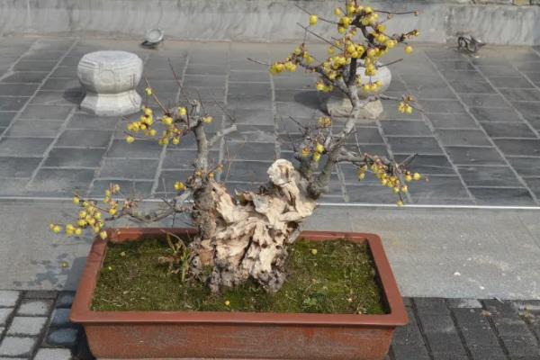 腊梅盆景的养护方法，春秋季节每隔1-2周浇一次水