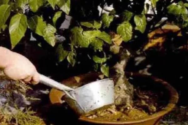 腊梅盆景的养护方法，春秋季节每隔1-2周浇一次水