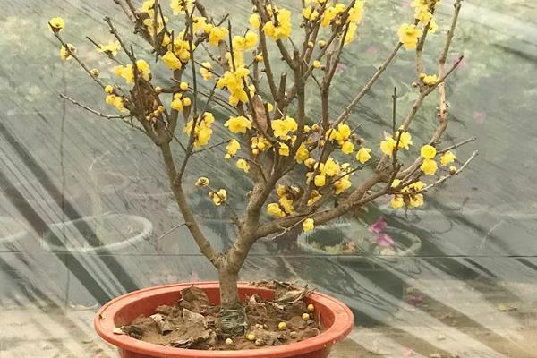 腊梅盆景的养护方法，春秋季节每隔1-2周浇一次水