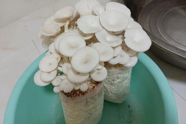 家庭蘑菇菌包怎么种植，没发芽前让小菌包两头每天保持湿润