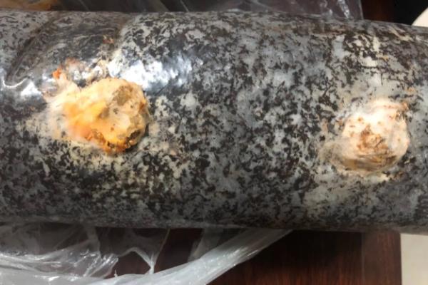 家庭蘑菇菌包怎么种植，没发芽前让小菌包两头每天保持湿润
