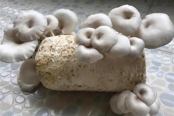家庭蘑菇菌包怎么种植，没发芽前让小菌包两头每天保持湿润