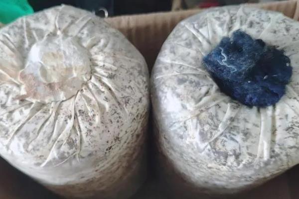家庭蘑菇菌包怎么种植，没发芽前让小菌包两头每天保持湿润
