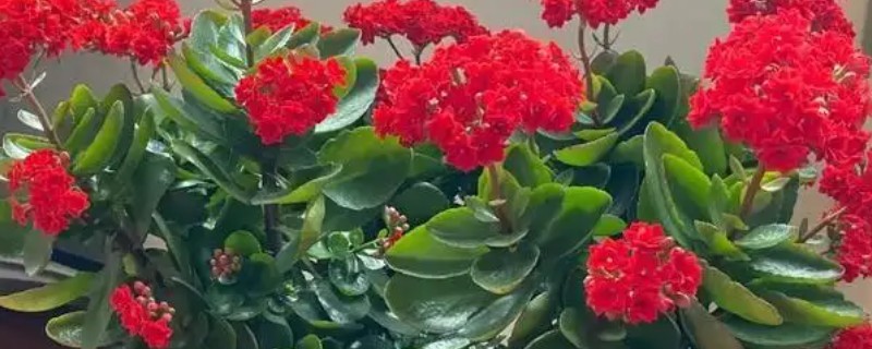 秋天种花能不能成活,秋季的气候适合植株生长