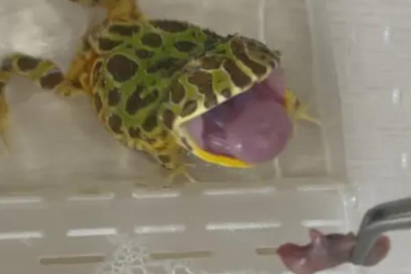 角蛙的食物，蝌蚪期可投喂红虫或其它蛙类的蝌蚪