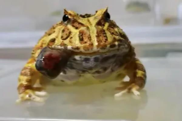角蛙的食物，蝌蚪期可投喂红虫或其它蛙类的蝌蚪