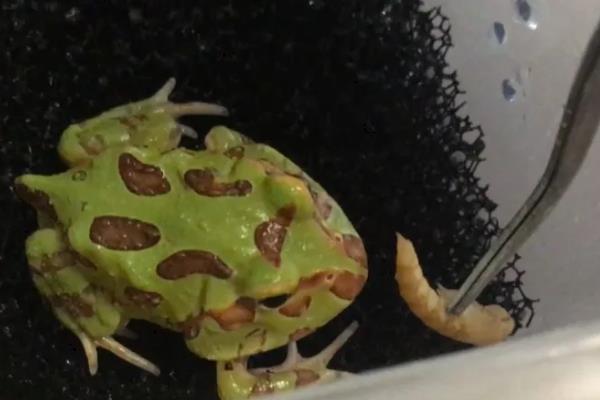 角蛙的食物，蝌蚪期可投喂红虫或其它蛙类的蝌蚪