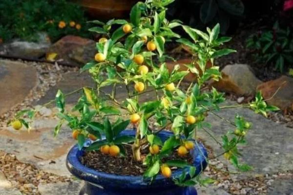 金桔植物的价格，在20-300元一盆