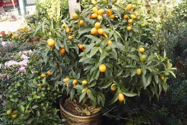 金桔植物的价格，在20-300元一盆