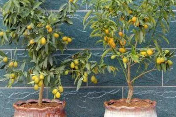 金桔植物的价格，在20-300元一盆