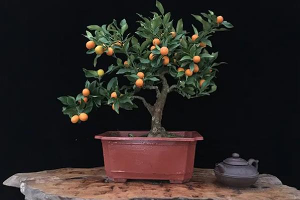 金桔植物的价格，在20-300元一盆