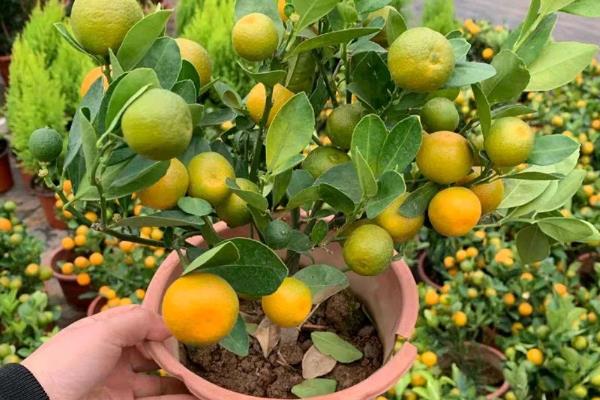 金桔植物的价格，在20-300元一盆