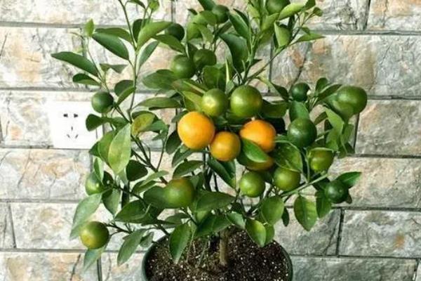 金桔植物的价格，在20-300元一盆
