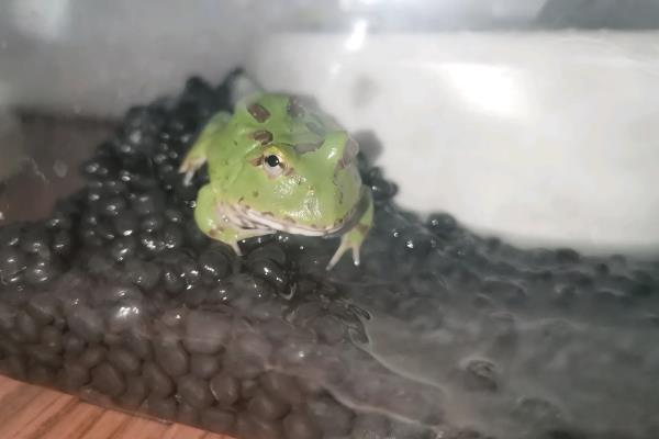 角蛙的食物，蝌蚪期可投喂红虫或其它蛙类的蝌蚪