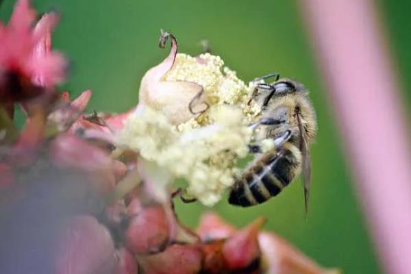 黑小蜜蜂简介，生活在海拔1000米以下的热带地区