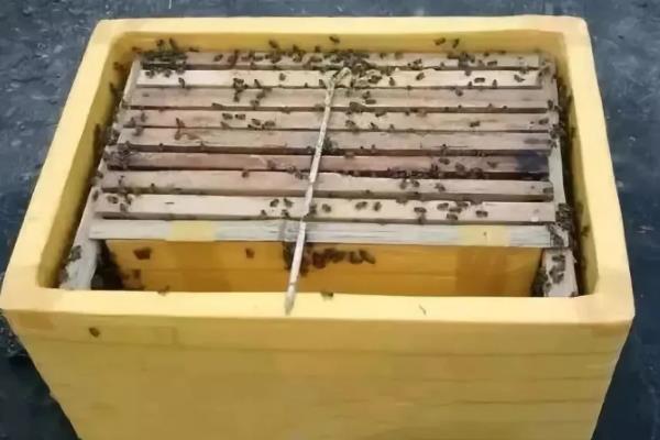 黑小蜜蜂简介，生活在海拔1000米以下的热带地区