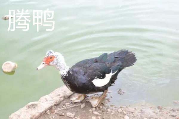 腾鸭和鸭子的区别是什么，品种和外形均不同