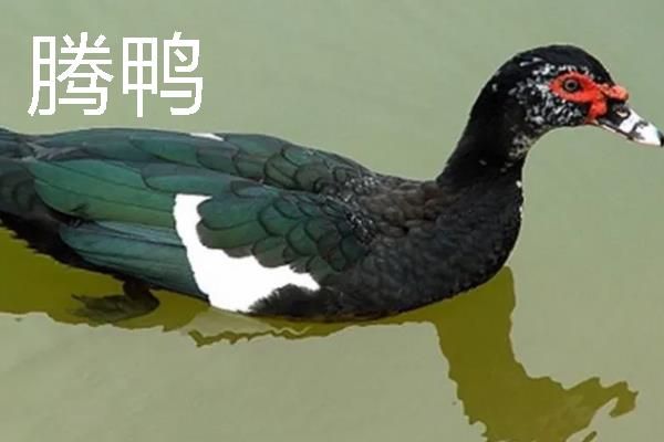 腾鸭和鸭子的区别是什么，品种和外形均不同