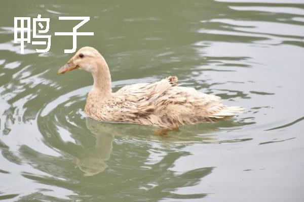腾鸭和鸭子的区别是什么，品种和外形均不同