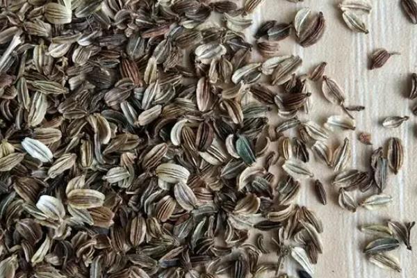 当归为什么会早期抽薹，主要是以下4个原因造成