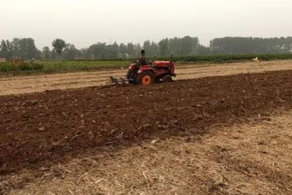 当归为什么会早期抽薹，主要是以下4个原因造成