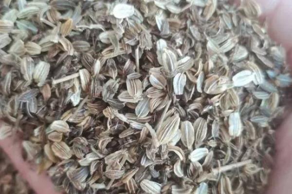 当归为什么会早期抽薹，主要是以下4个原因造成