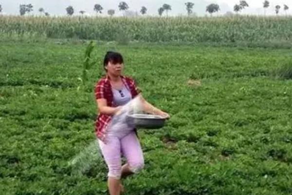 种花生一窝用几颗种子，每窝可播种2-3粒